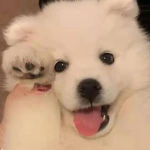 希腊毛茸茸的逼射精
